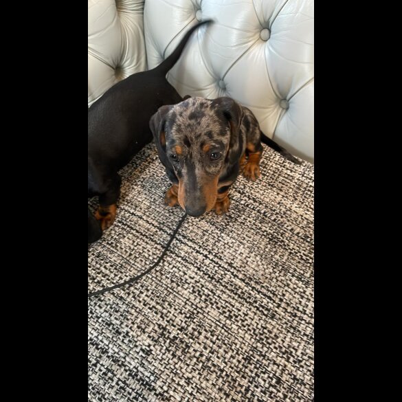 Dachshund (Standard &amp; Miniature) - Both