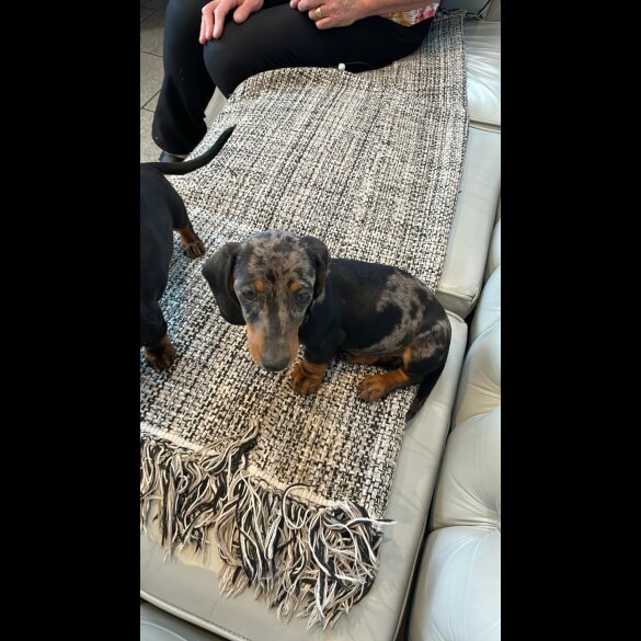 Dachshund (Standard &amp; Miniature) - Both