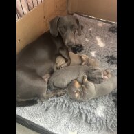 Dachshund (Standard &amp; Miniature) - Dogs