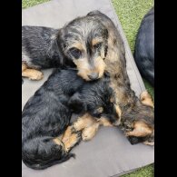 Dachshund (Standard &amp; Miniature) - Both