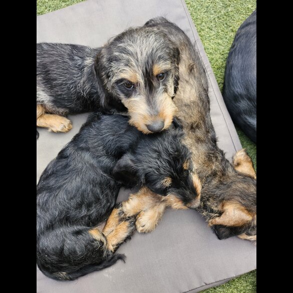 Dachshund (Standard &amp; Miniature) - Both