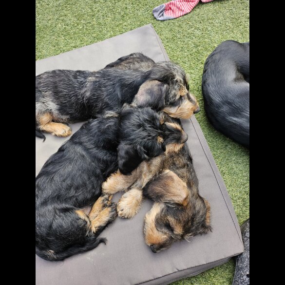 Dachshund (Standard &amp; Miniature) - Both