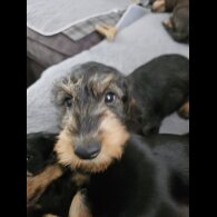 Dachshund (Standard &amp; Miniature) - Both