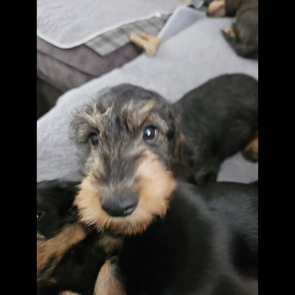 Dachshund (Standard &amp; Miniature) - Both