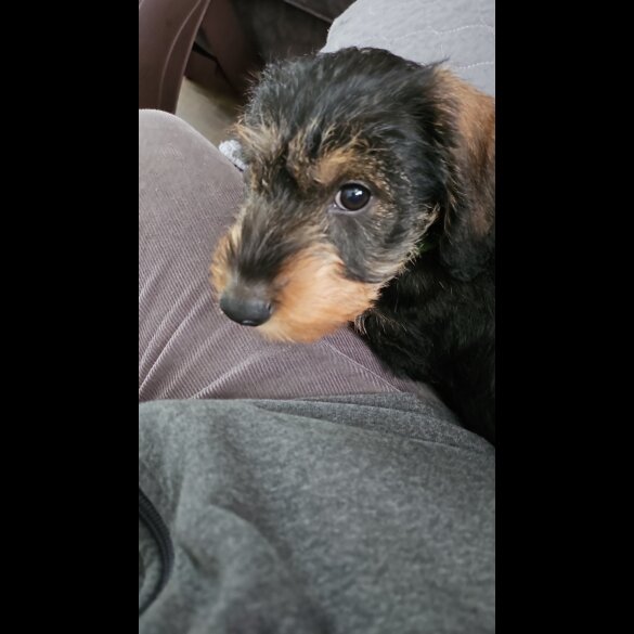 Dachshund (Standard &amp; Miniature) - Both