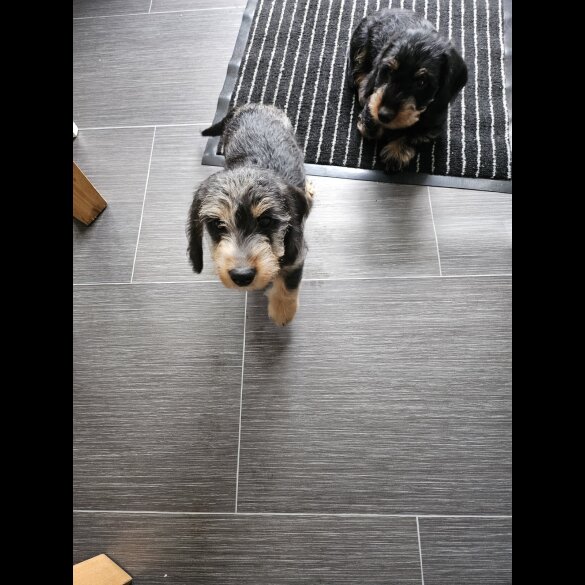 Dachshund (Standard &amp; Miniature) - Both