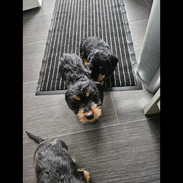 Dachshund (Standard &amp; Miniature) - Both