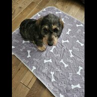 Dachshund (Standard &amp; Miniature) - Both