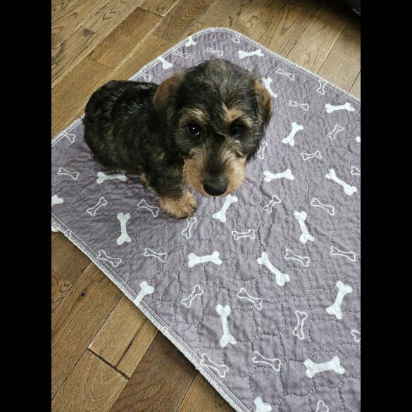 Dachshund (Standard &amp; Miniature) - Both