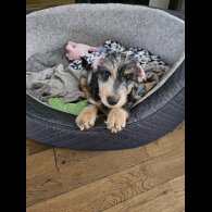 Dachshund (Standard &amp; Miniature) - Both