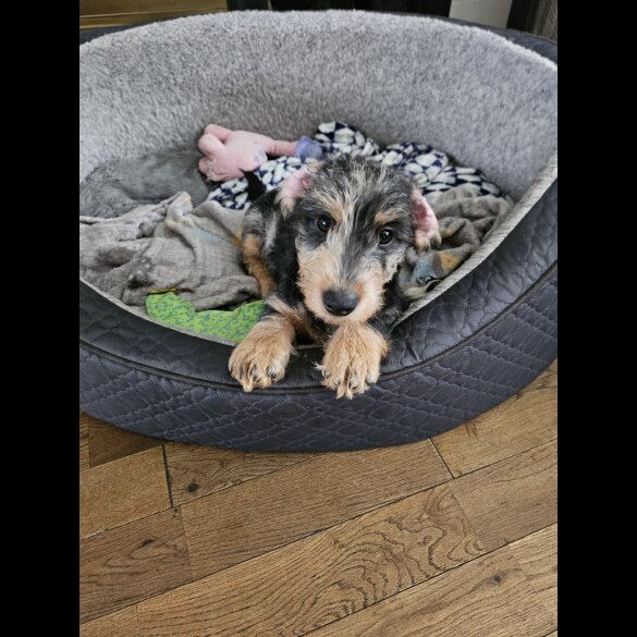 Dachshund (Standard &amp; Miniature) - Both