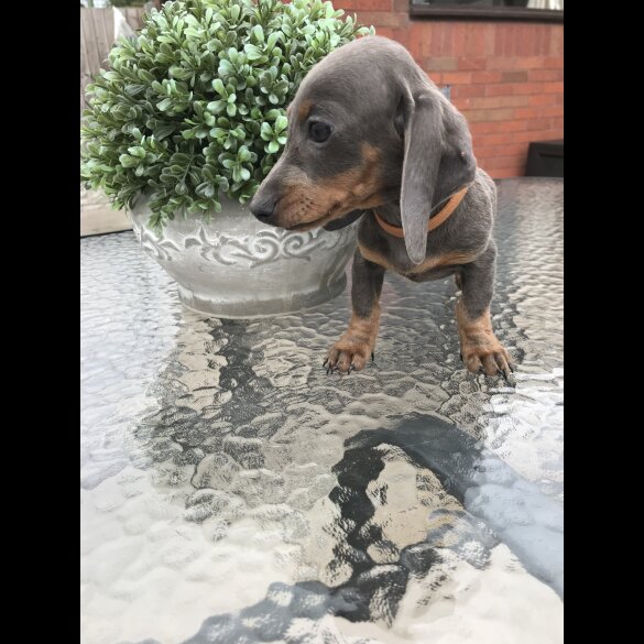 Dachshund (Standard &amp; Miniature) - Dogs