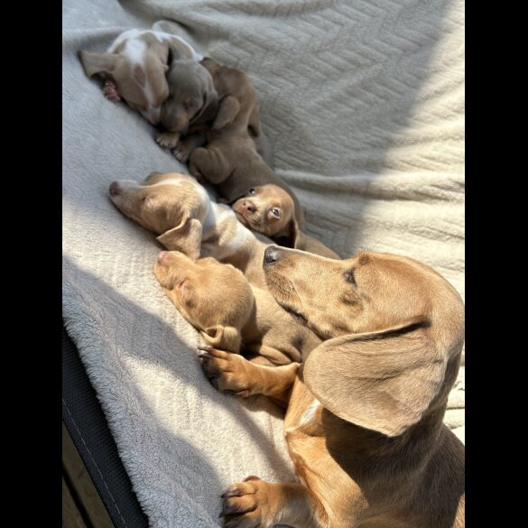 Dachshund (Standard &amp; Miniature) - Both
