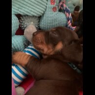 Dachshund (Standard &amp; Miniature) - Both