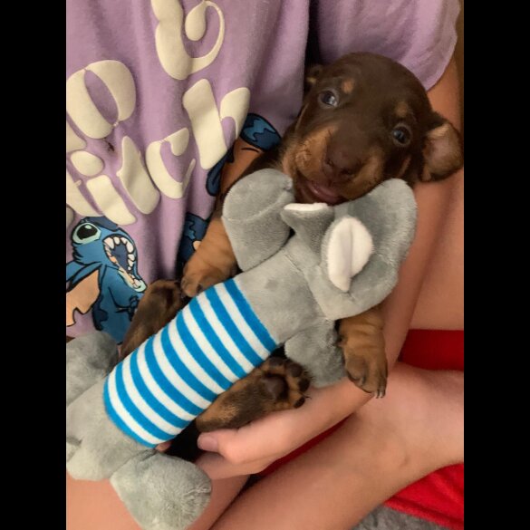 Dachshund (Standard &amp; Miniature) - Both