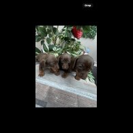 Dachshund (Standard &amp; Miniature) - Both