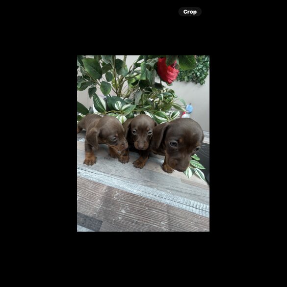 Dachshund (Standard &amp; Miniature) - Both