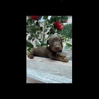 Dachshund (Standard &amp; Miniature) - Both
