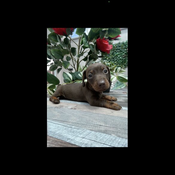 Dachshund (Standard &amp; Miniature) - Both