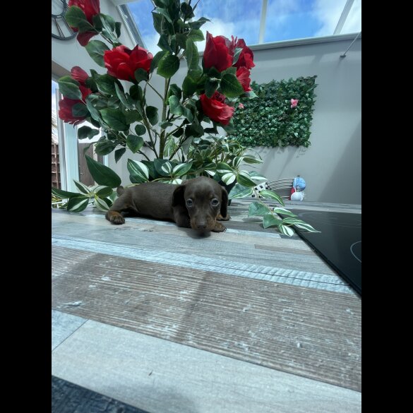 Dachshund (Standard &amp; Miniature) - Both