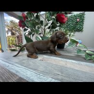 Dachshund (Standard &amp; Miniature) - Both