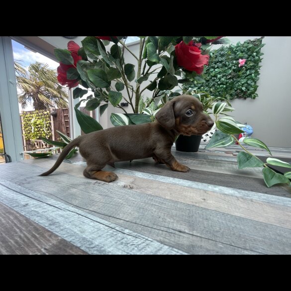 Dachshund (Standard &amp; Miniature) - Both