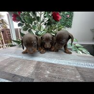 Dachshund (Standard &amp; Miniature) - Both
