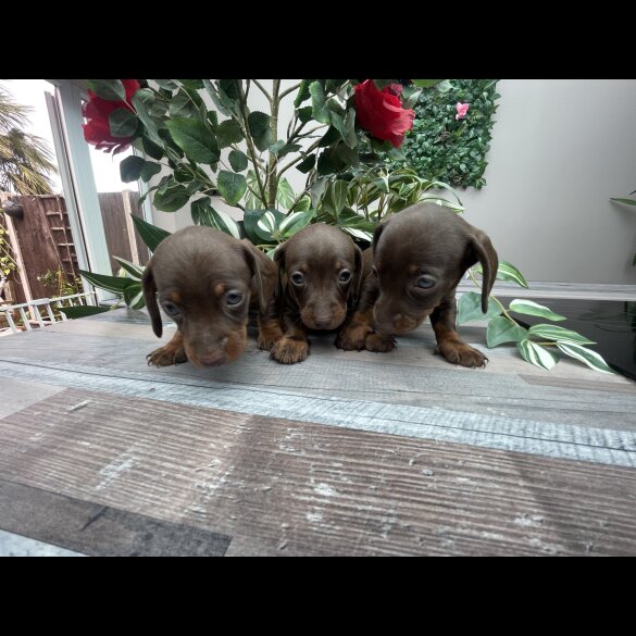 Dachshund (Standard &amp; Miniature) - Both