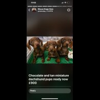 Dachshund (Standard &amp; Miniature) - Both