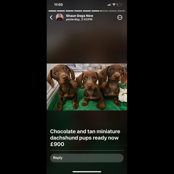 Dachshund (Standard &amp; Miniature) - Both