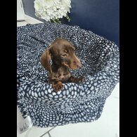Dachshund (Standard &amp; Miniature) - Both