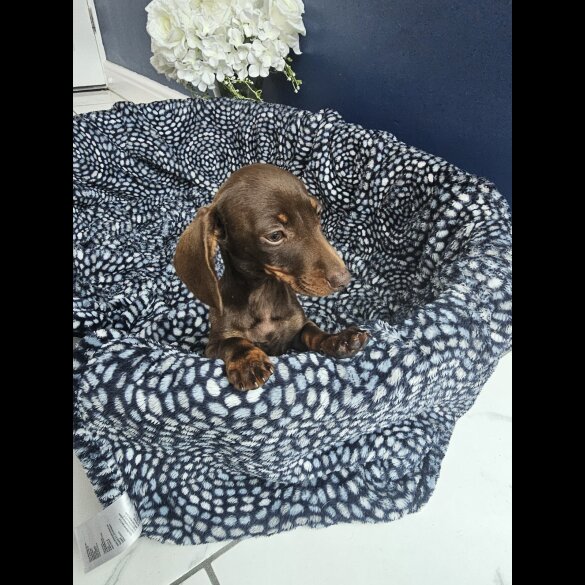 Dachshund (Standard &amp; Miniature) - Both