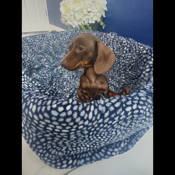 Dachshund (Standard &amp; Miniature) - Both