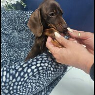 Dachshund (Standard &amp; Miniature) - Both