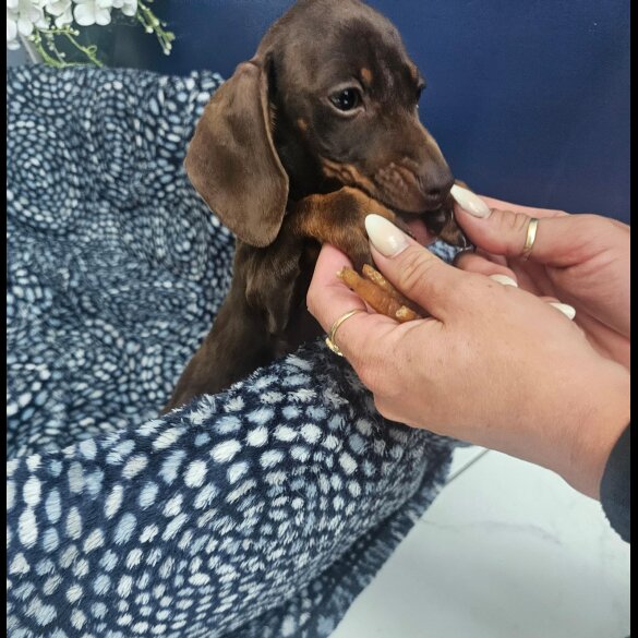 Dachshund (Standard &amp; Miniature) - Both