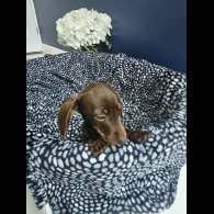 Dachshund (Standard &amp; Miniature) - Both