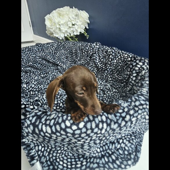 Dachshund (Standard &amp; Miniature) - Both