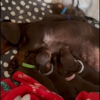 Dachshund (Standard &amp; Miniature) - Both