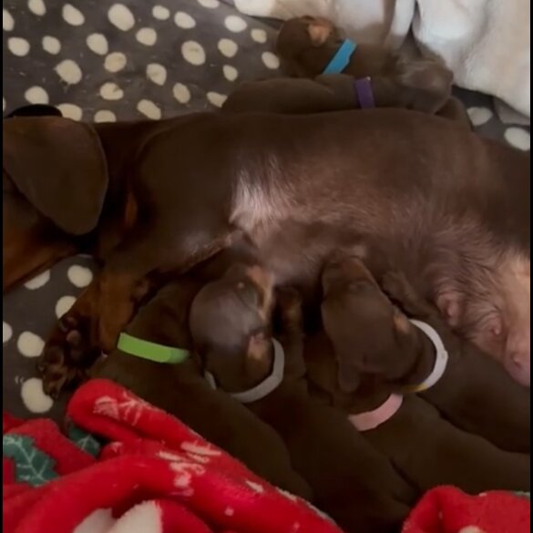 Dachshund (Standard &amp; Miniature) - Both