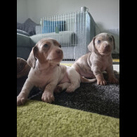 Dachshund (Standard &amp; Miniature) - Both