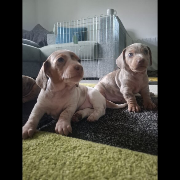 Dachshund (Standard &amp; Miniature) - Both