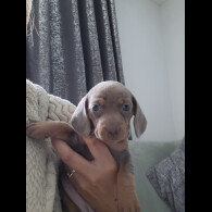 Dachshund (Standard &amp; Miniature) - Both