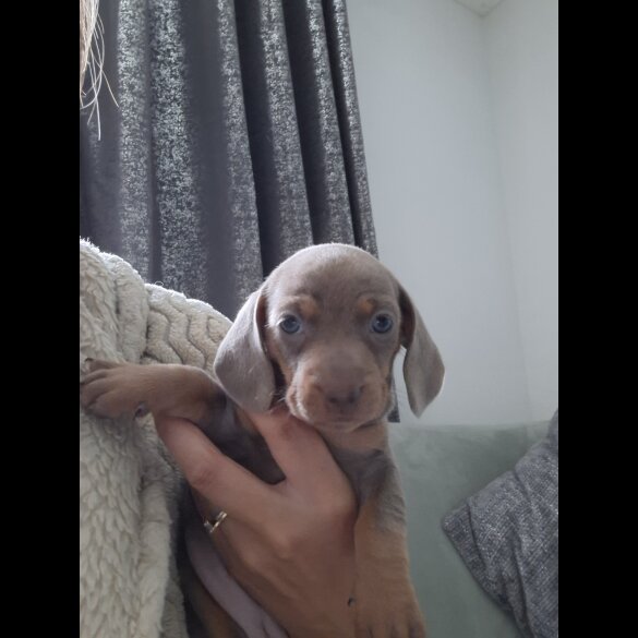 Dachshund (Standard &amp; Miniature) - Both