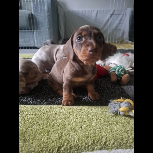Dachshund (Standard &amp; Miniature) - Both