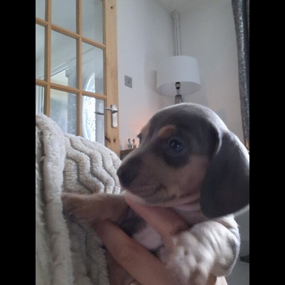 Dachshund (Standard &amp; Miniature) - Both