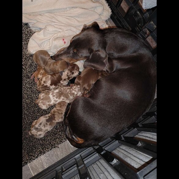 Dachshund (Standard &amp; Miniature) - Both