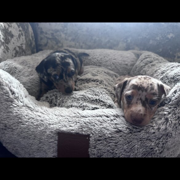 Dachshund (Standard &amp; Miniature) - Both