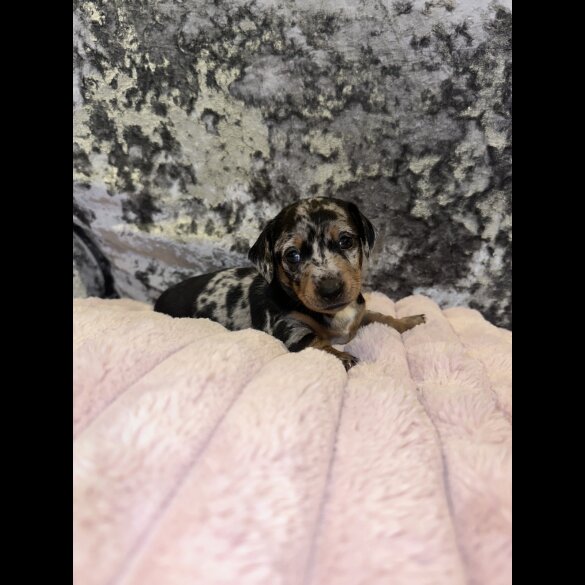Dachshund (Standard &amp; Miniature) - Both