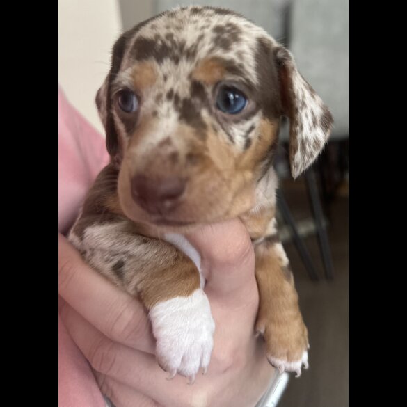 Dachshund (Standard &amp; Miniature) - Both