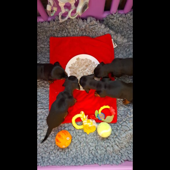 Dachshund (Standard &amp; Miniature) - Both
